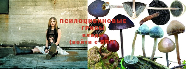 стаф Алзамай